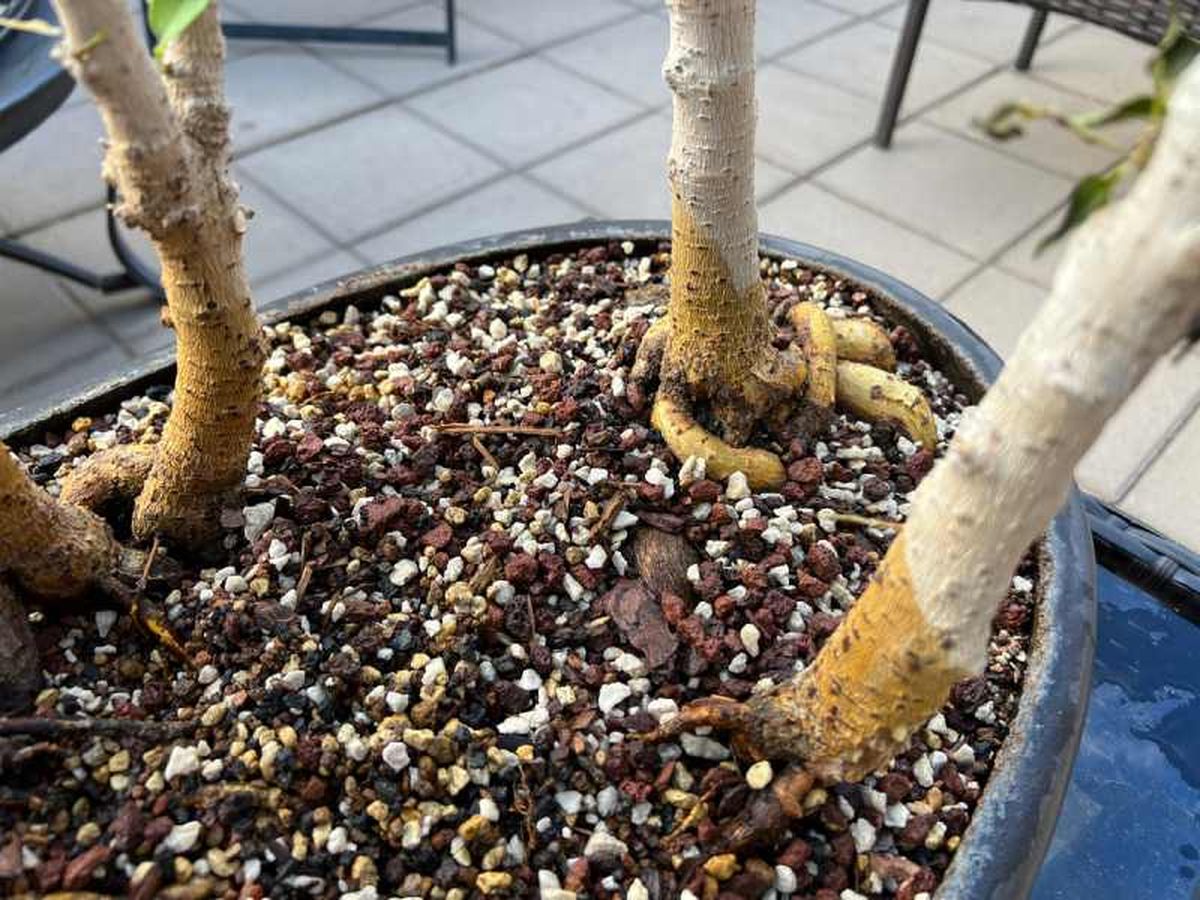 Raíces de árboles bonsái.