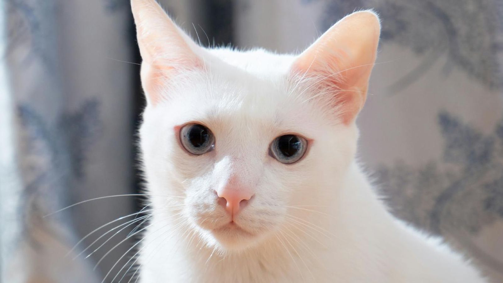 Gato blanco con ojos azules. Gato blanco con ojos azules.