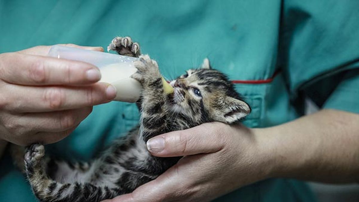 gato en l veterinario