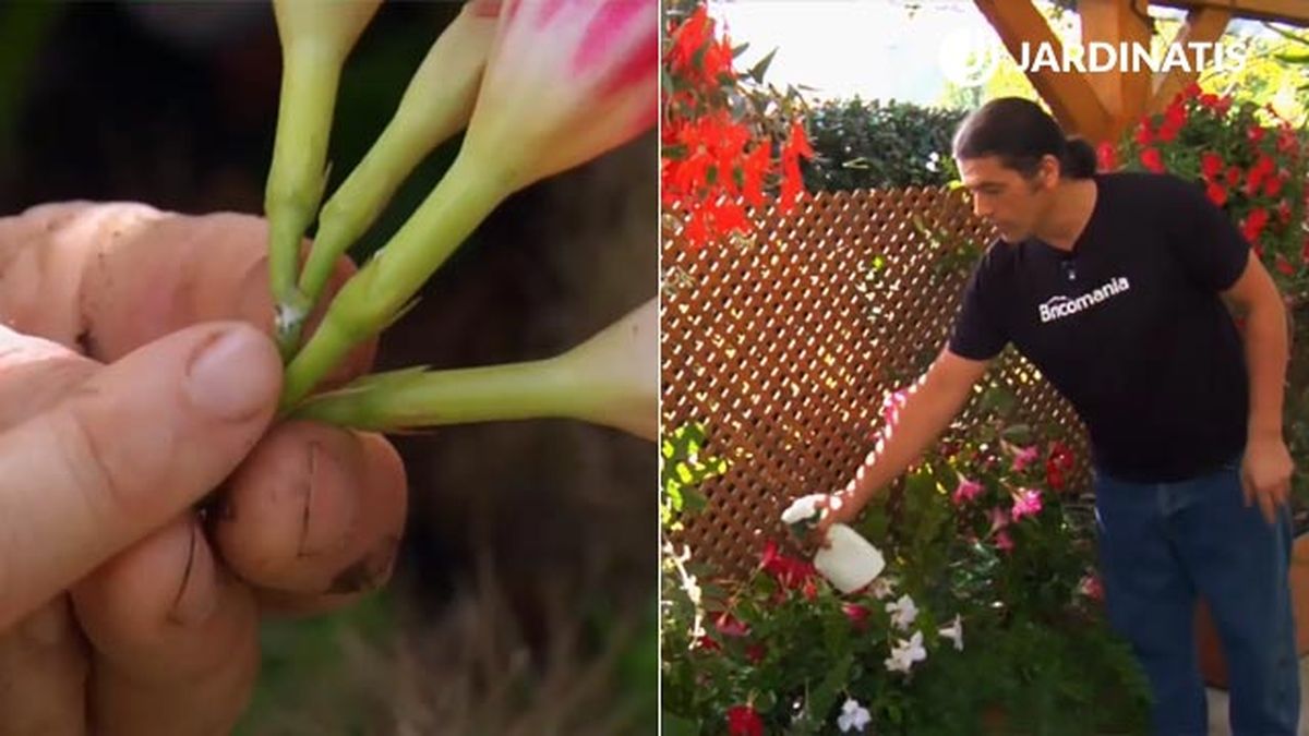 tratamiento contra la cochinilla en la dipladenia