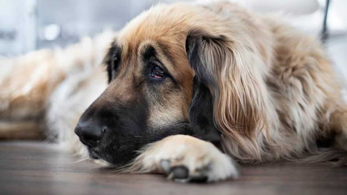 raza perro grande leonberger