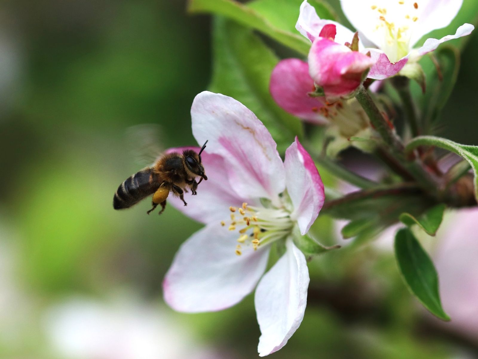 Algunas de las frutas más sabrosas desaparecerían si lo hacen las abejas Algunas de las frutas más sabrosas desaparecerían si lo hacen las abejas