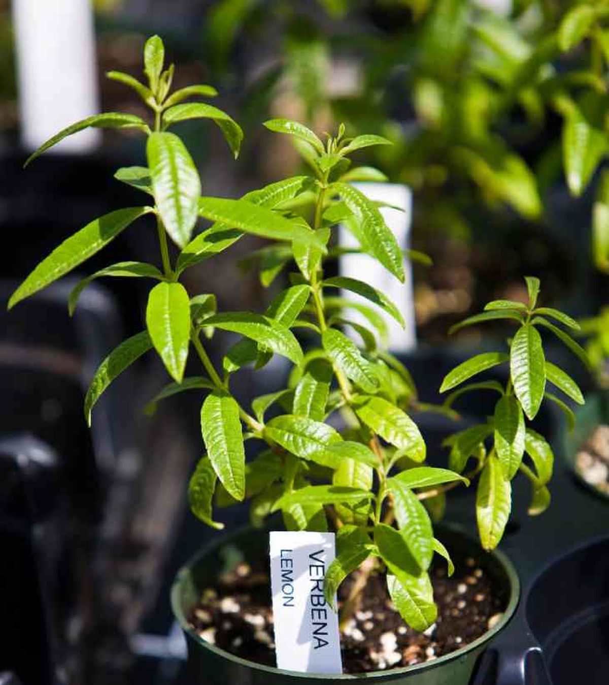 loysia triphylla hierbaluisa en maceta