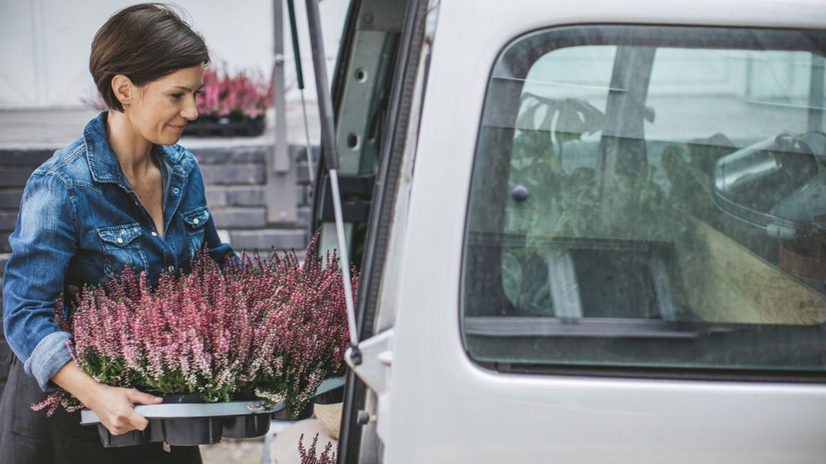 trasplantar plantas en el coche