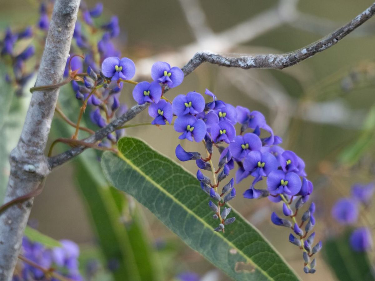 Hardenbergia violacea