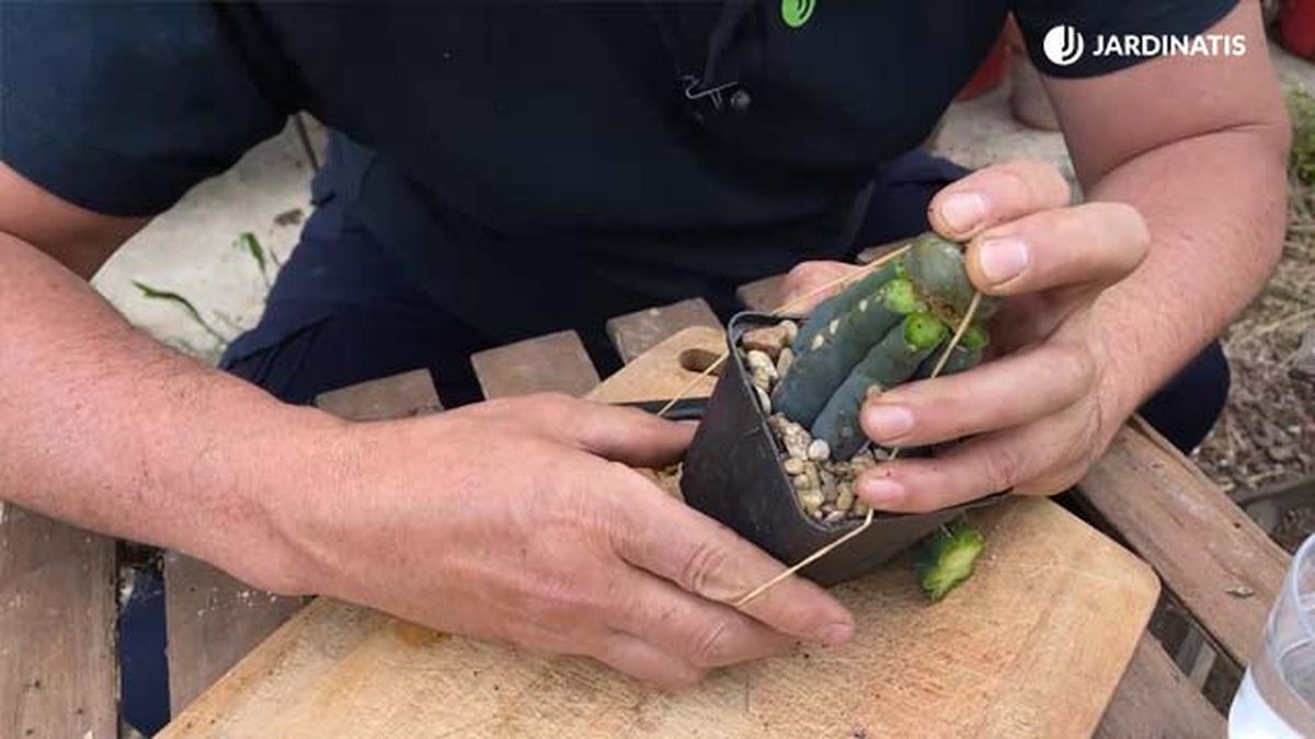 fijar cactus jardinatis 22 17