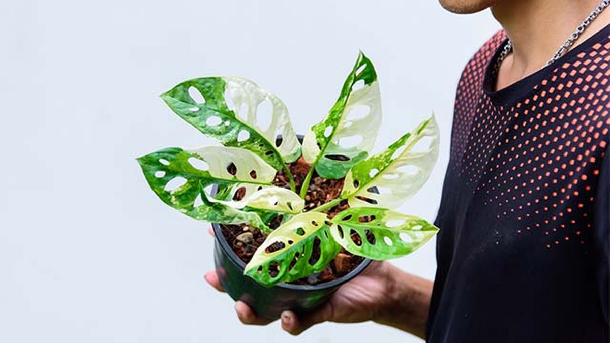Monstera adansonii albo  gigante abigarrado