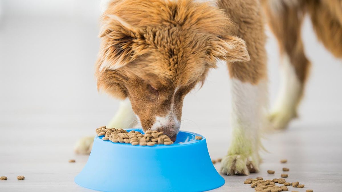 cantidad comida perros 1