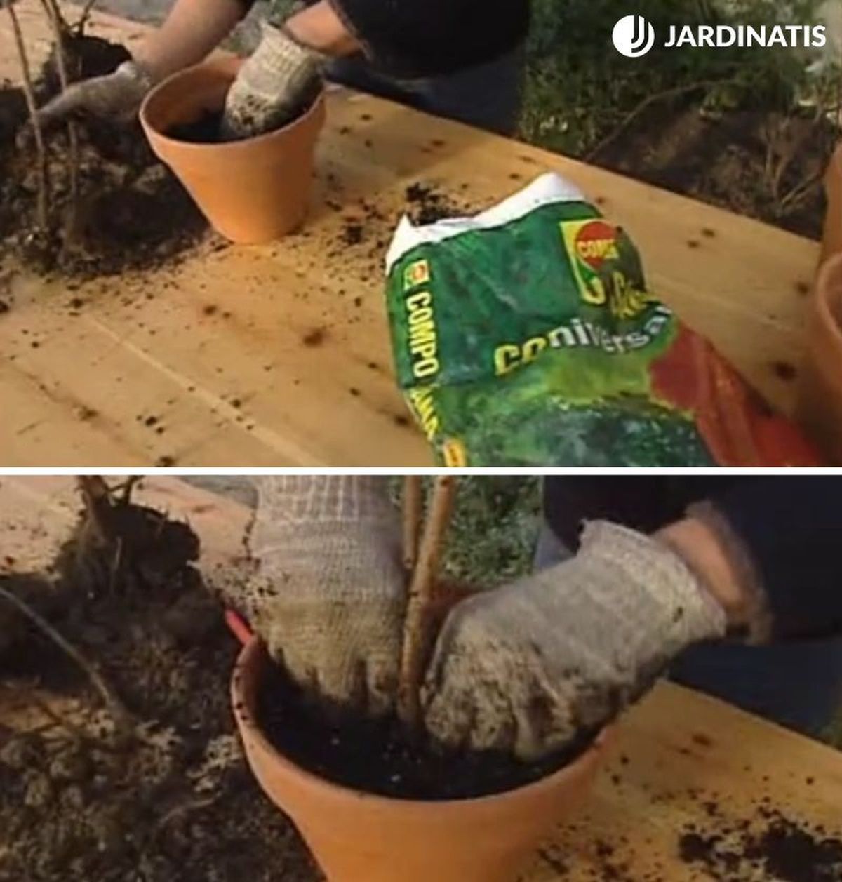 Planta las nuevas matas