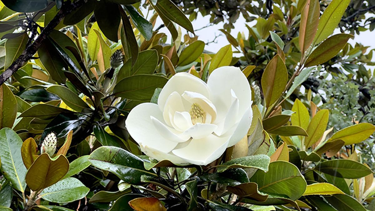 flor blanca magnolia grandiflora