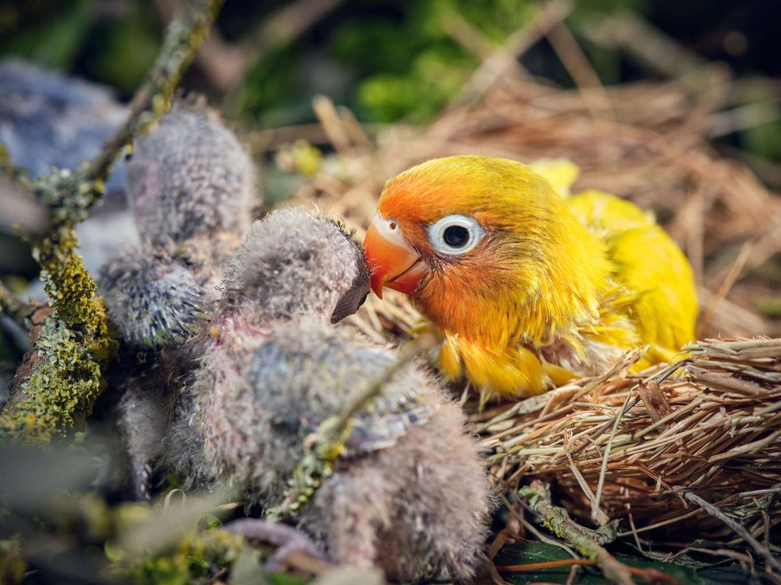 Agapornis en su nido, Agapornis en su nido,
