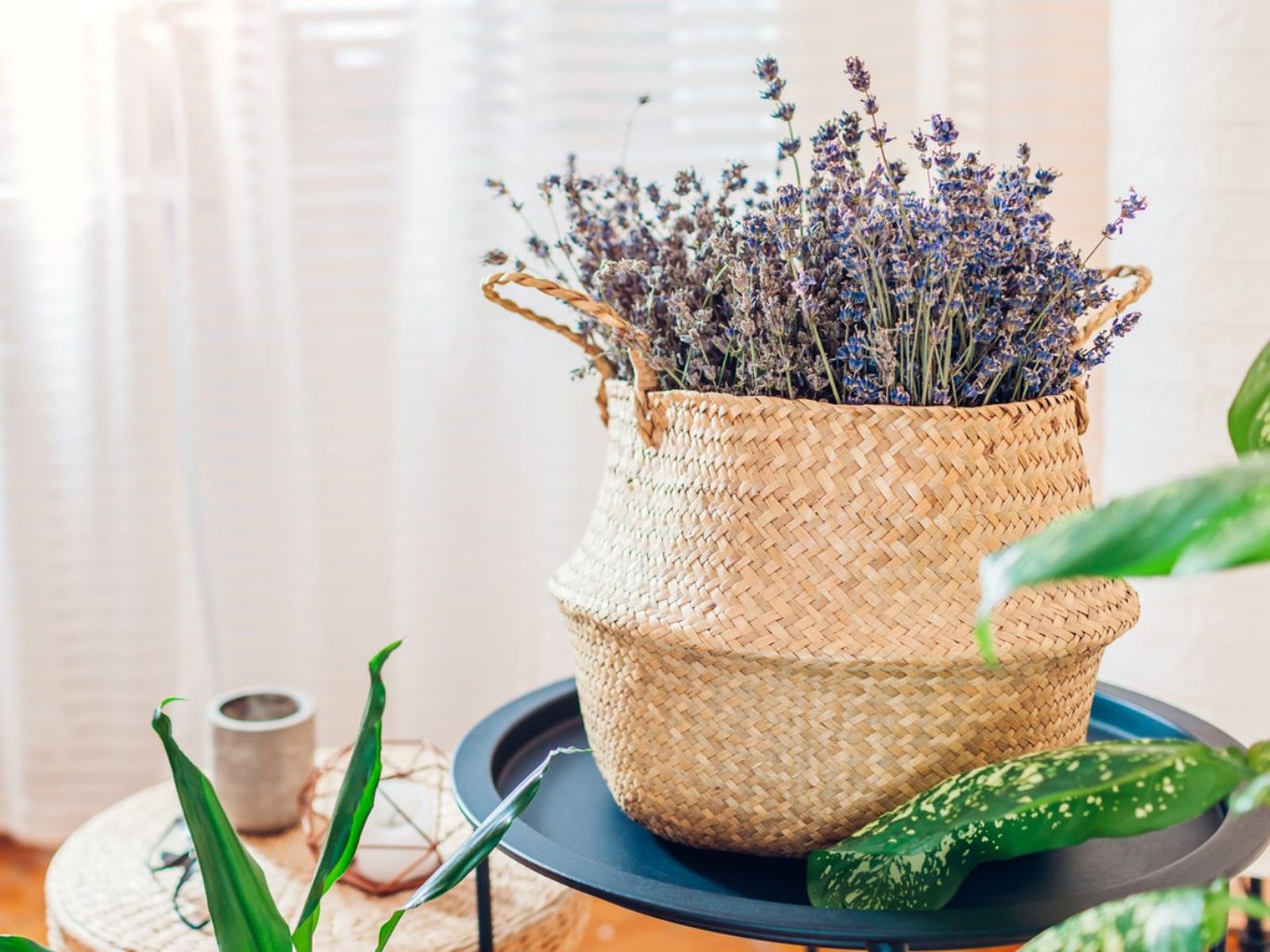 Planta lavanda. Planta lavanda.
