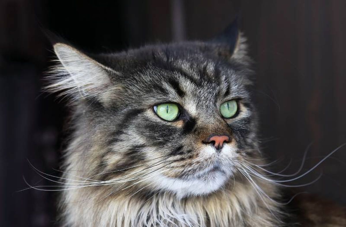 El Maine Coon es un excelente cazador que disfruta de espacios amplios para explorar.
