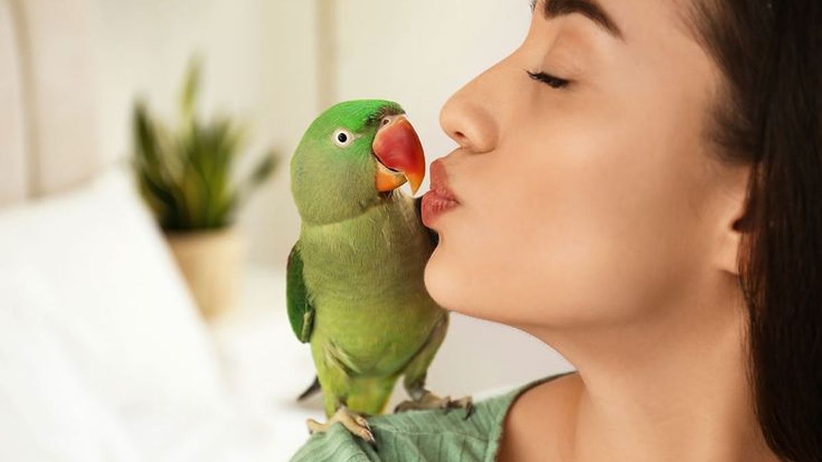 Psittacula eupatria, un loro grande e inteligente.