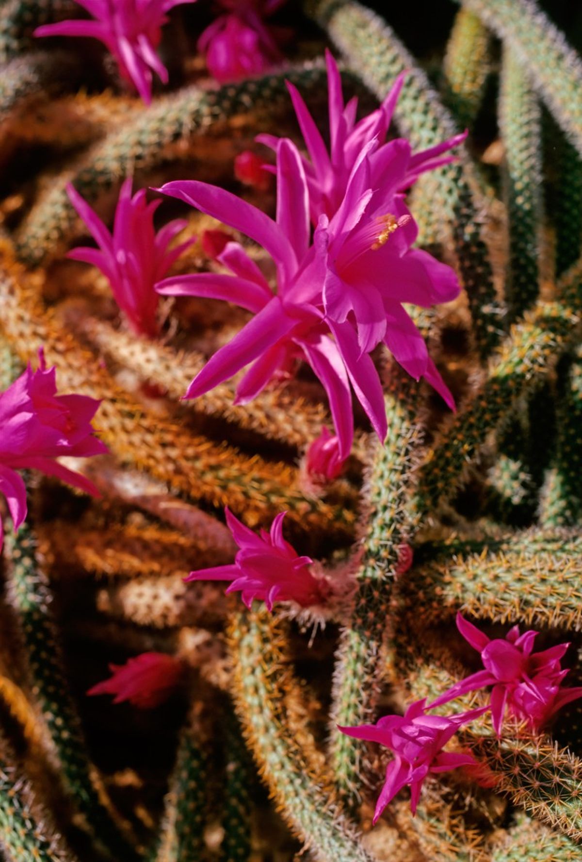 Aporocactus flagelliformis.