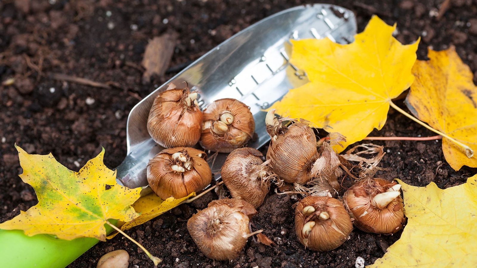 Plantar bulbos de primavera en otoño