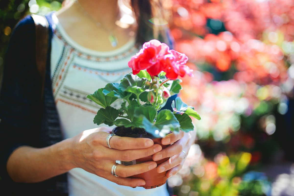 planta geranio maceta