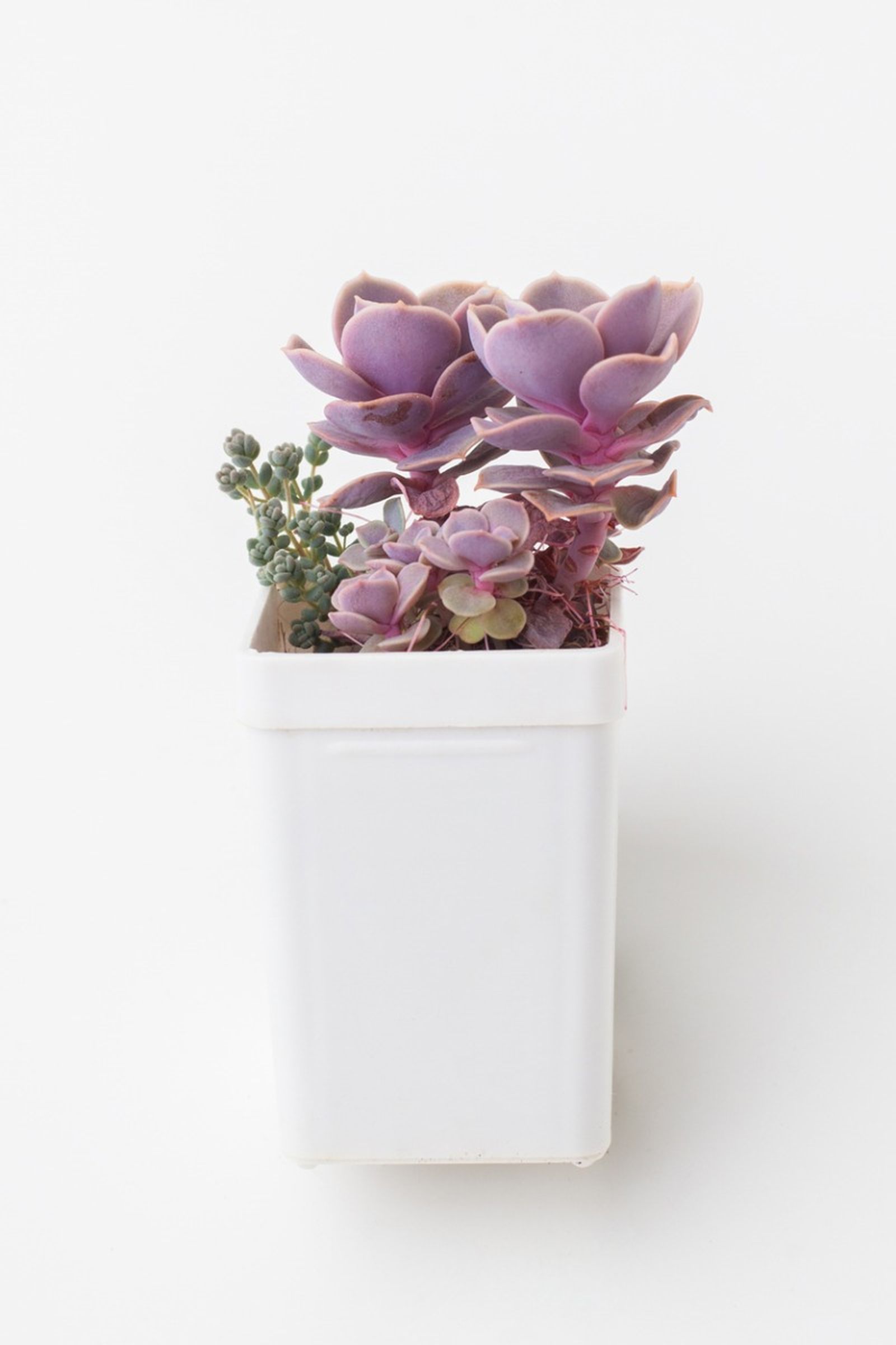 Echeveria Perle von Nurnberg .