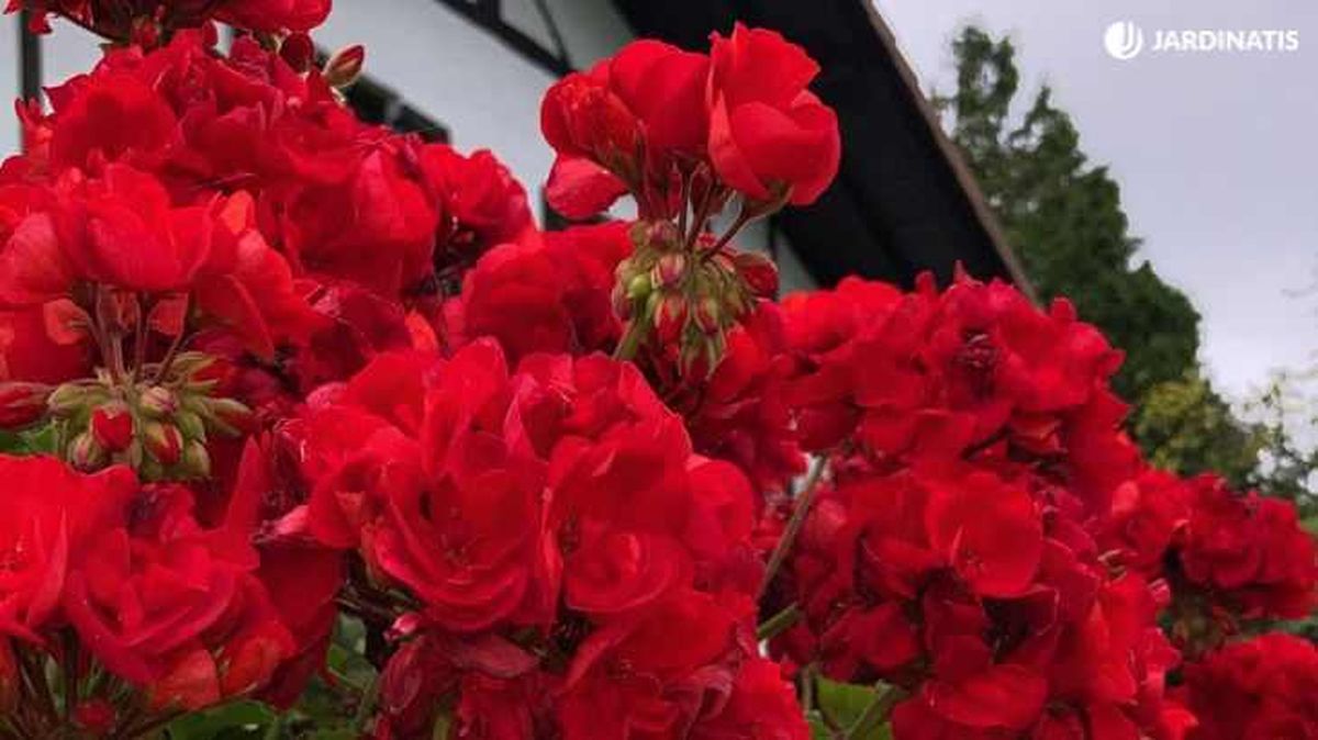 Geranios de flores rojas