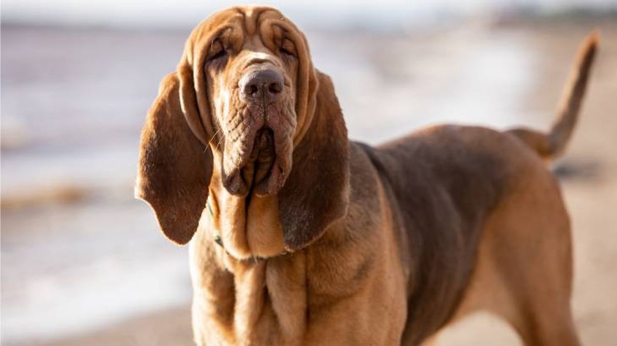 El Blood Hound es un perro con un carácter tranquilo y cariñoso