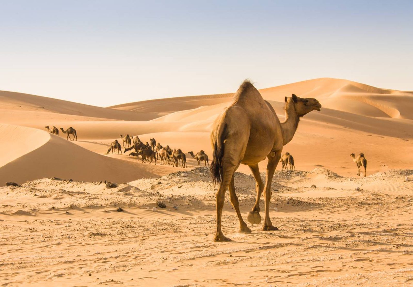 Los desiertos y cómo los animales han logrado adaptarse a este ambiente.