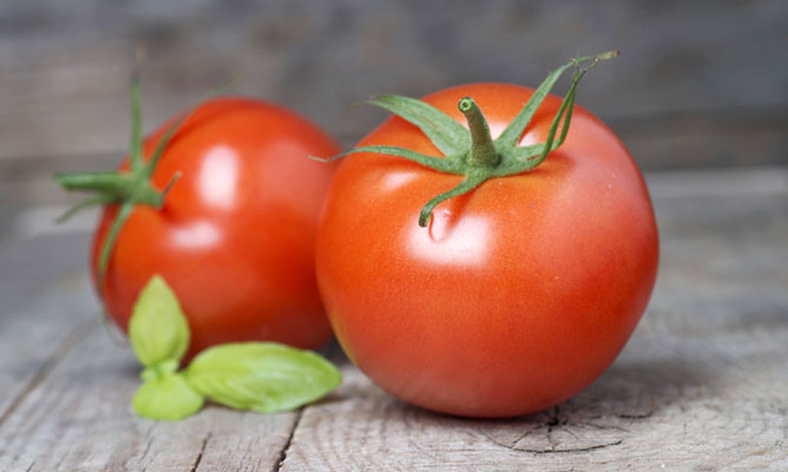 5349 nutricion ainhoa tomate xl 5349 nutricion ainhoa tomate xl