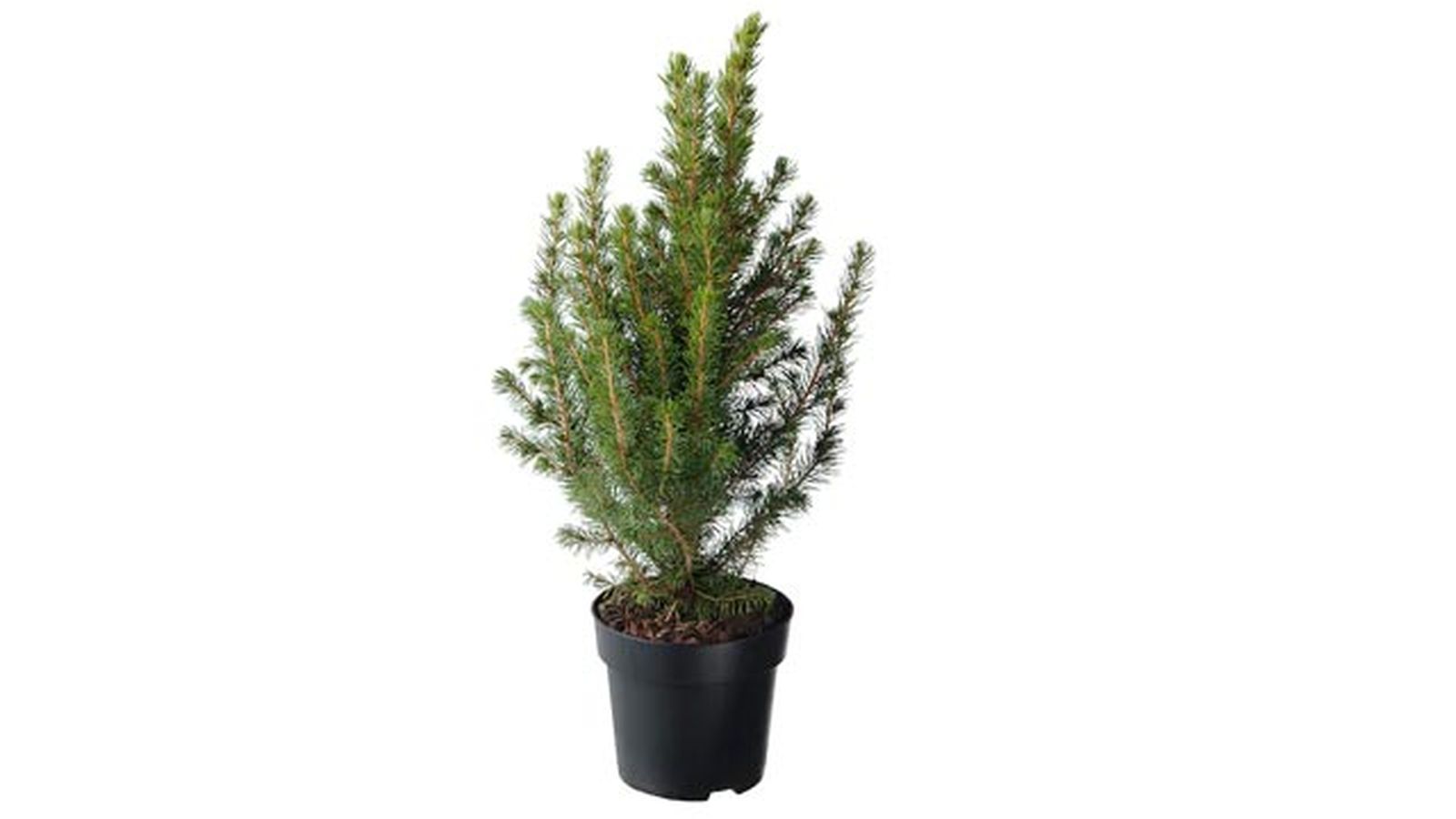 picea glauca conica picea glauca conica