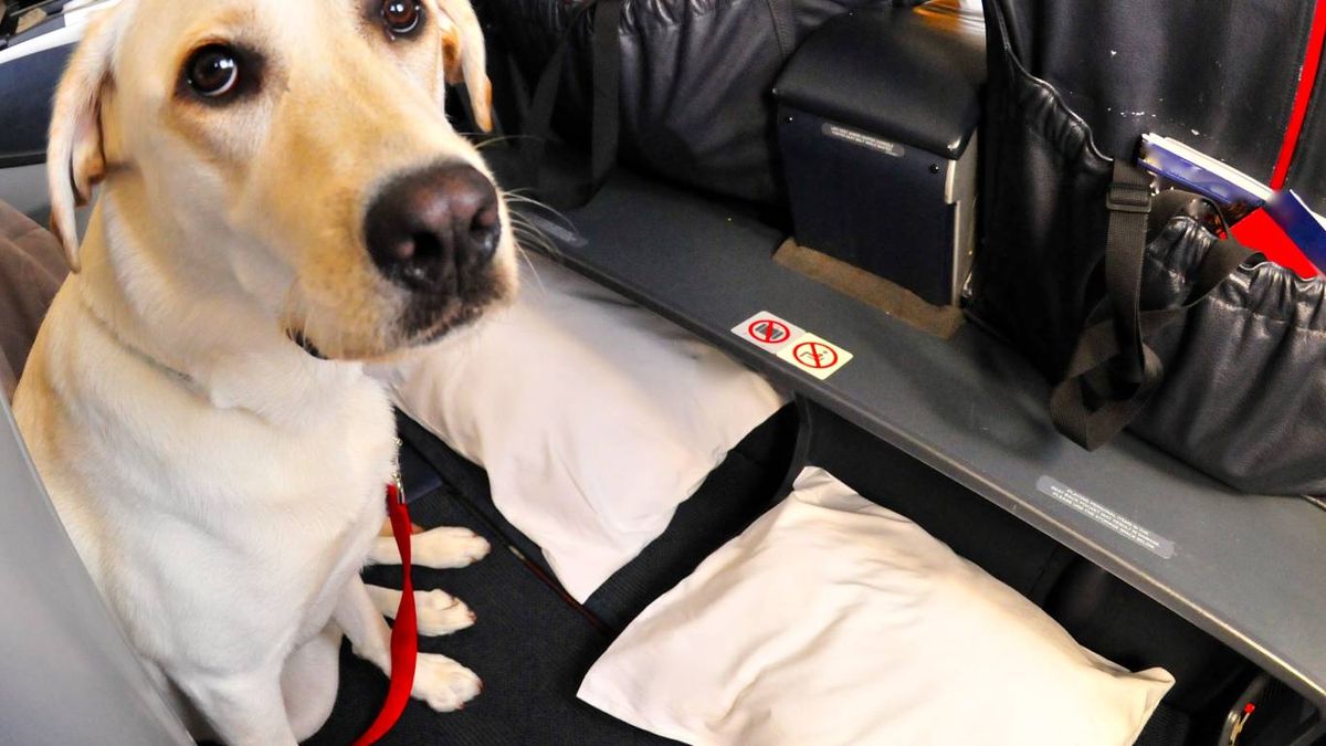 ¿Animal de servicio o animal de apoyo emocional?