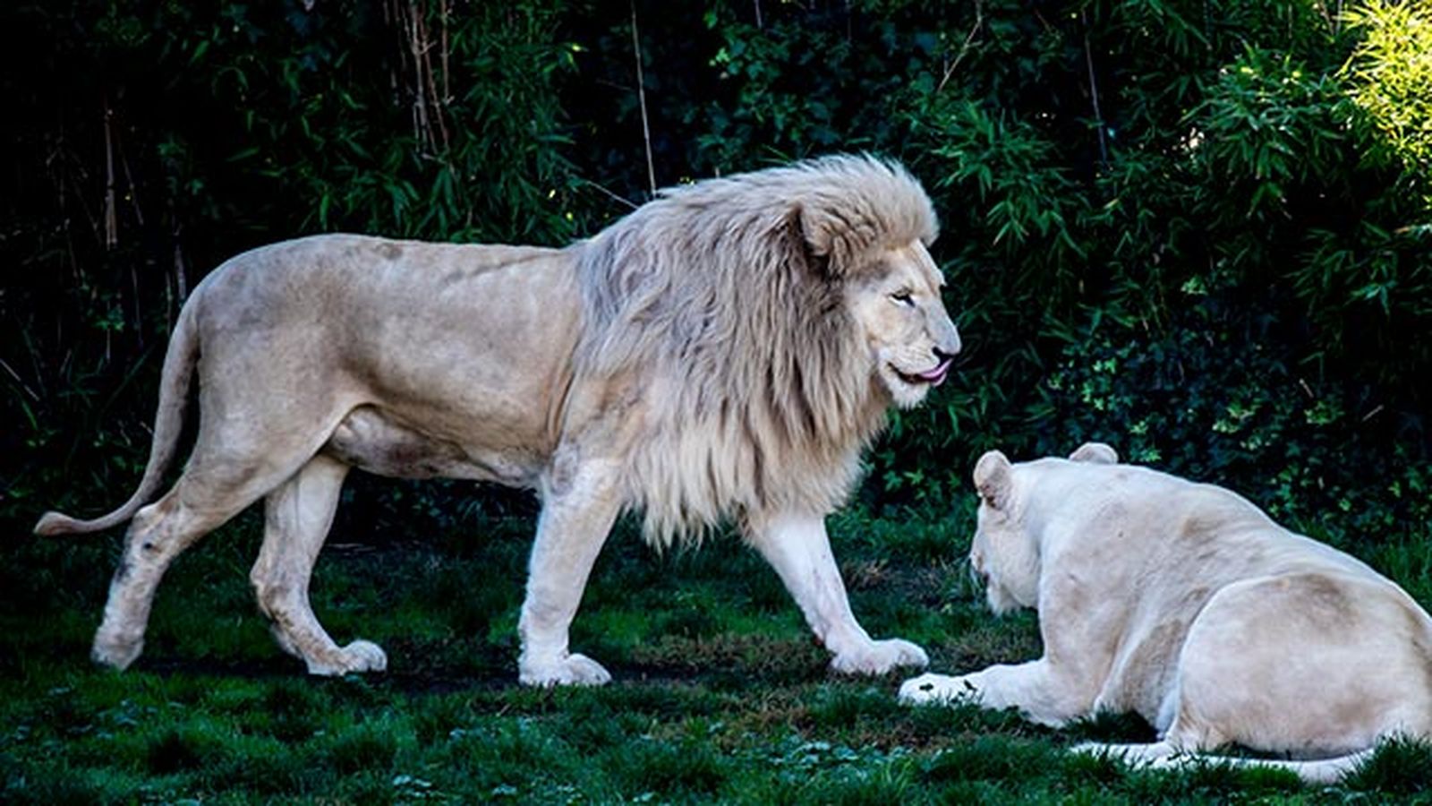 leones blancos
