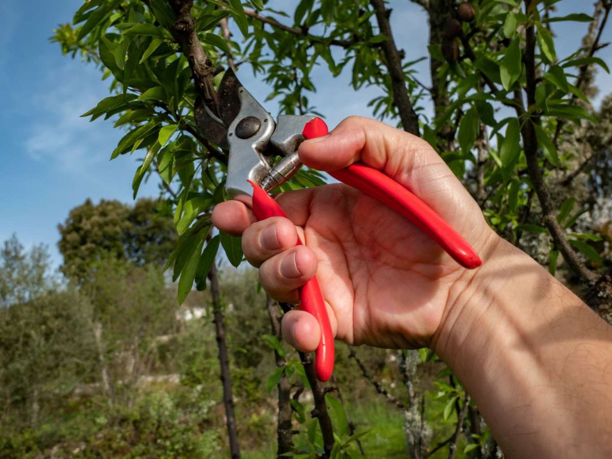 Es importante eliminar las ramas viejas o menos productivas.