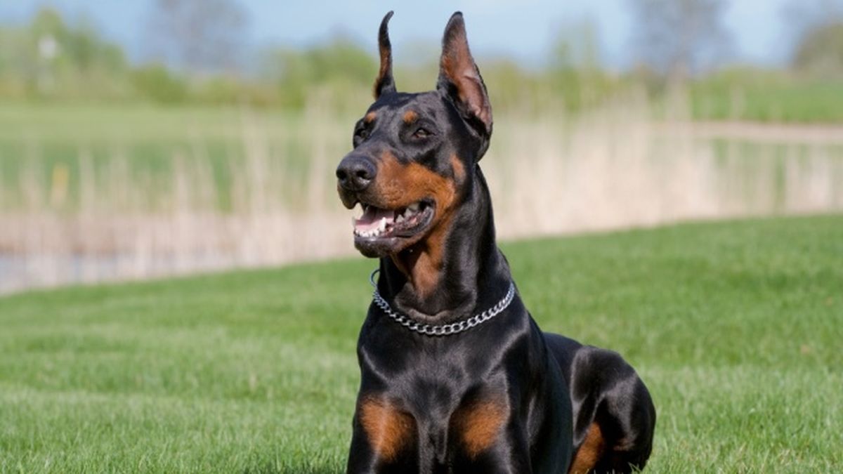 doberman 9