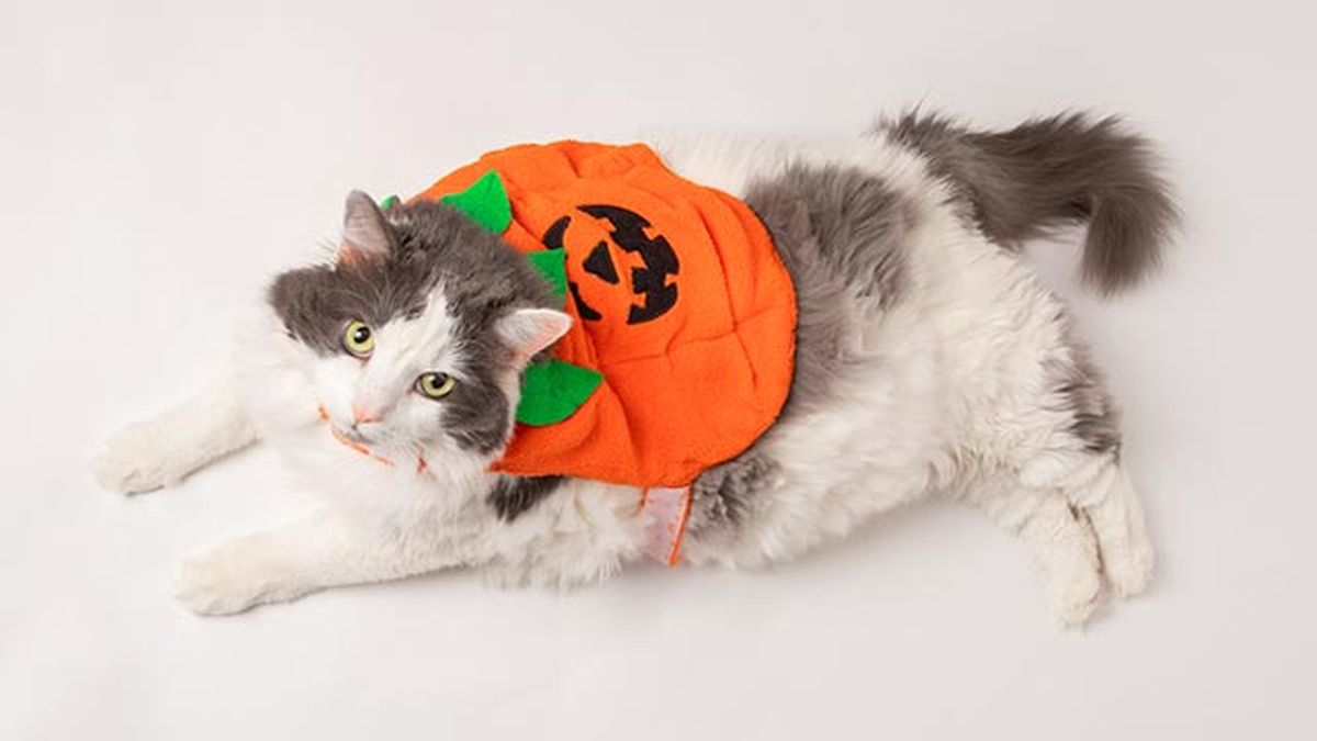 gato disfazado de calabaza