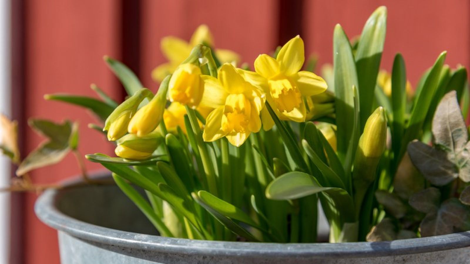 Narcissus spp. Narcissus spp.