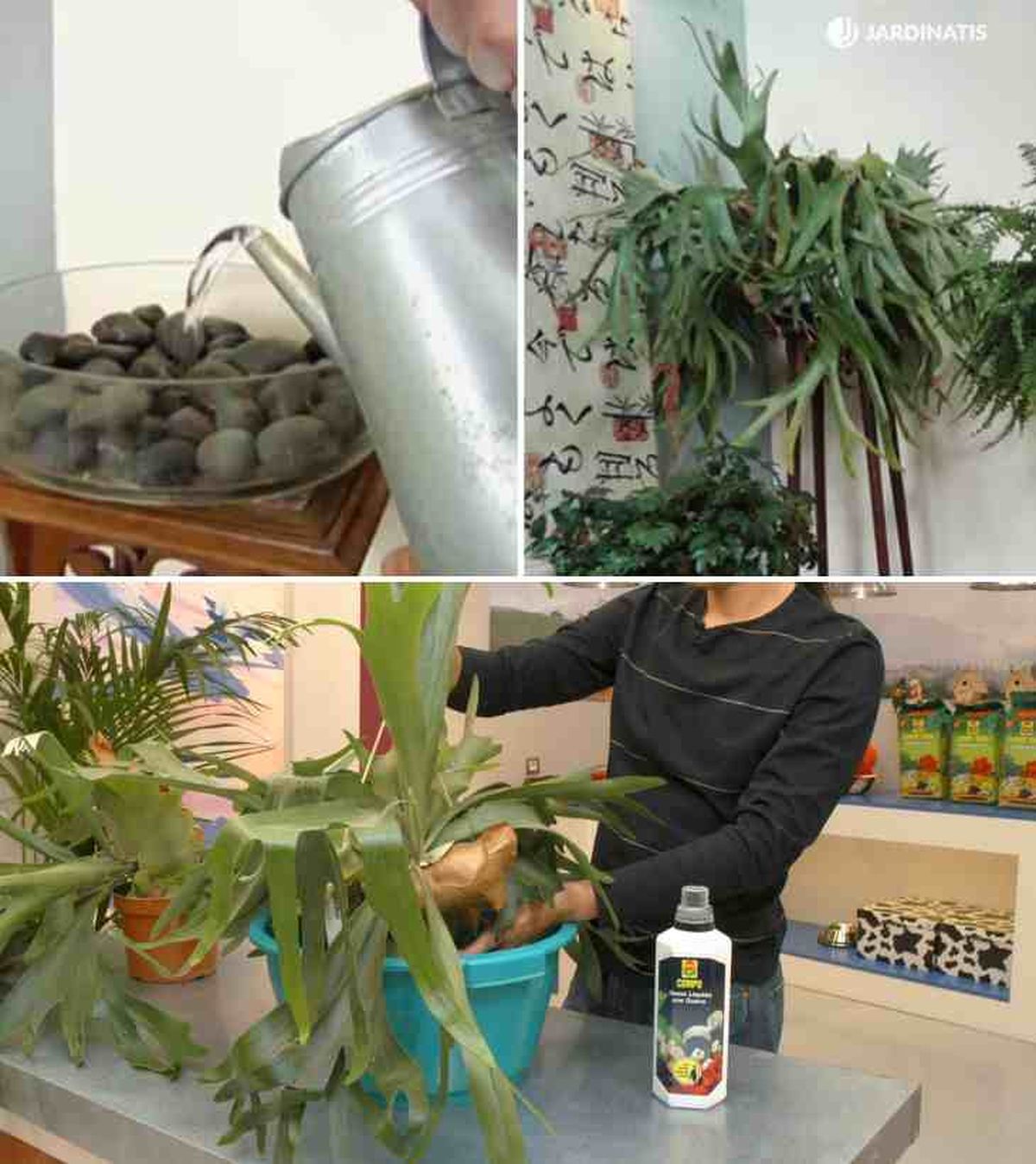 riego humedad ambiental helecho cuerno de alce jardinatis