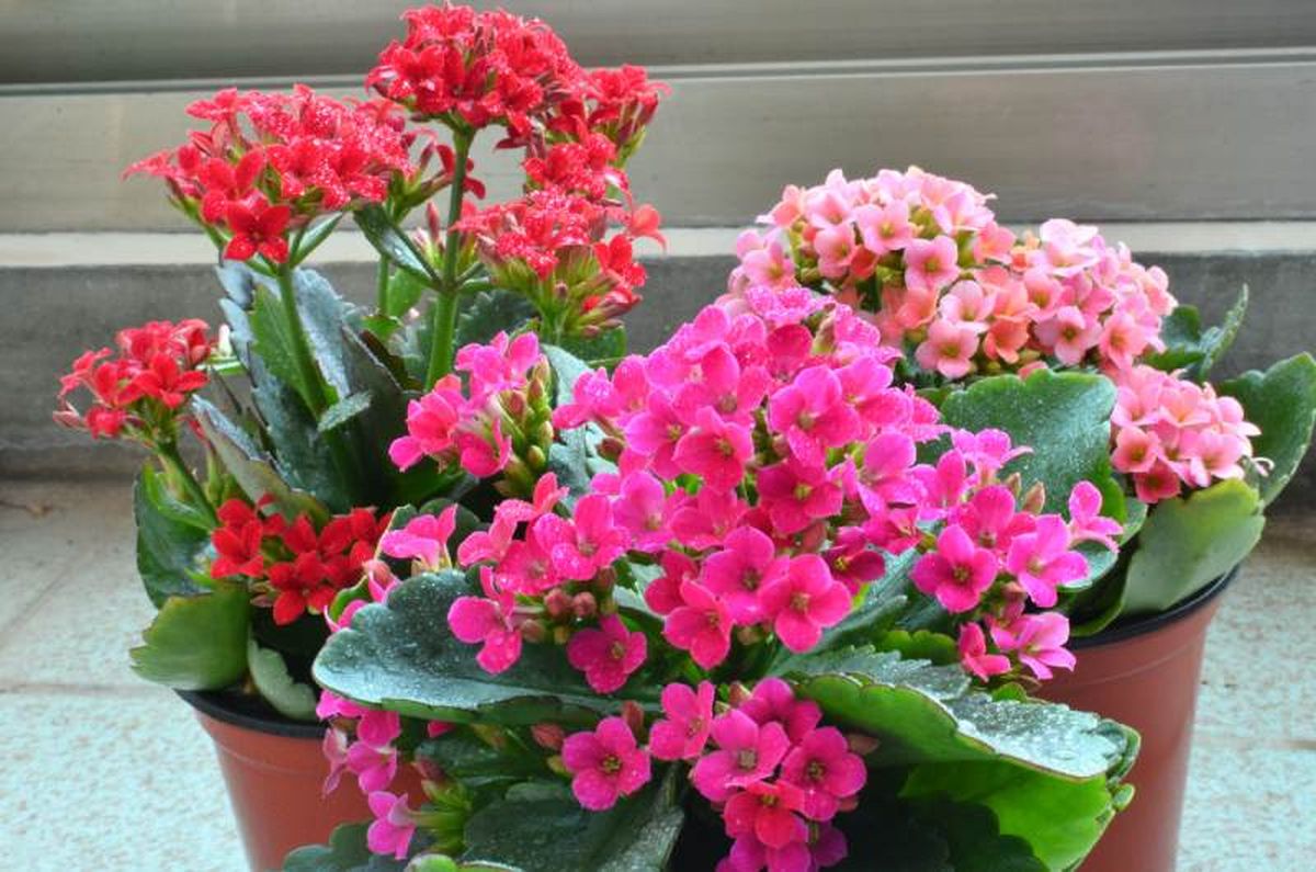Kalanchoe blossfediana.