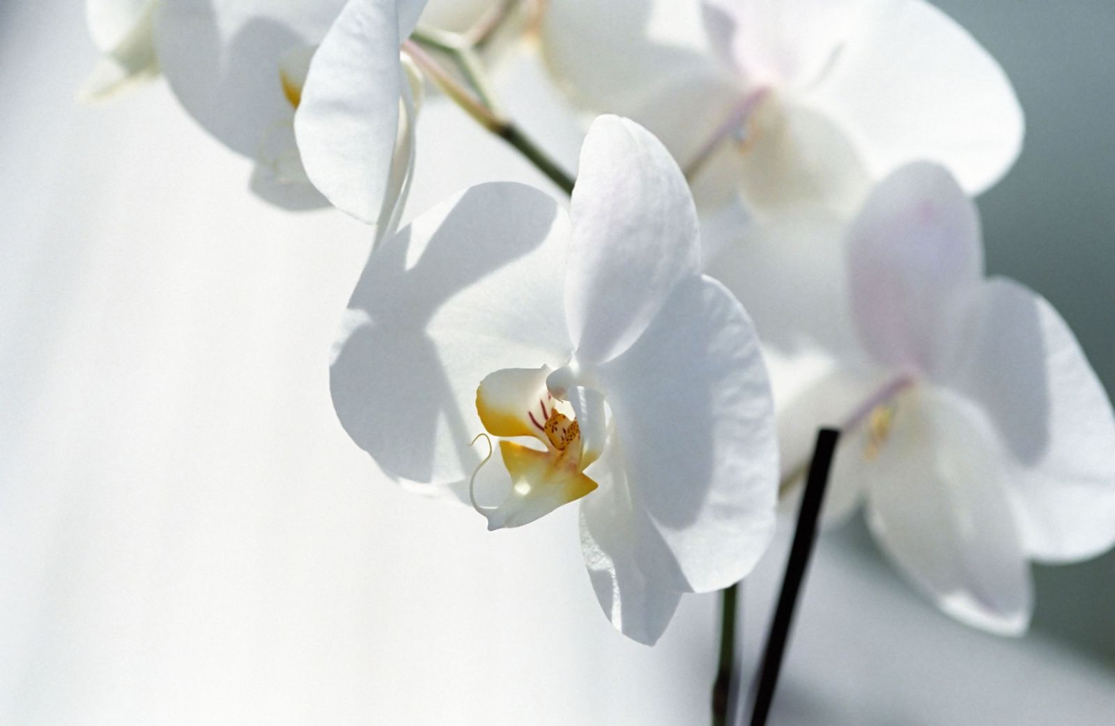 Cuidados y mantenimiento de las orquídeas Cuidados y mantenimiento de las orquídeas