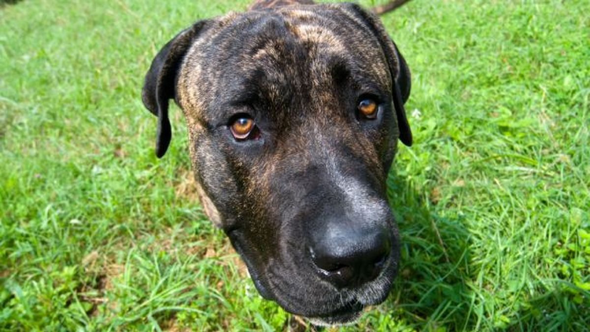 perro presa canario 3