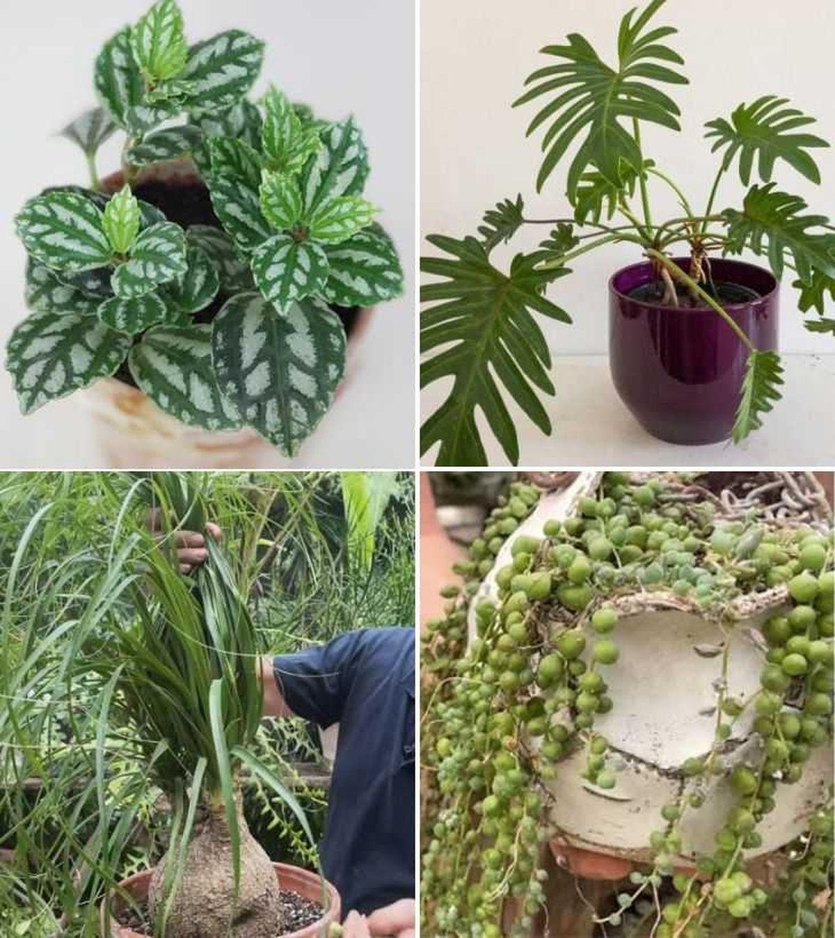 pilea cadierei philodendron xanadu nolina senecio rosario planta de interior