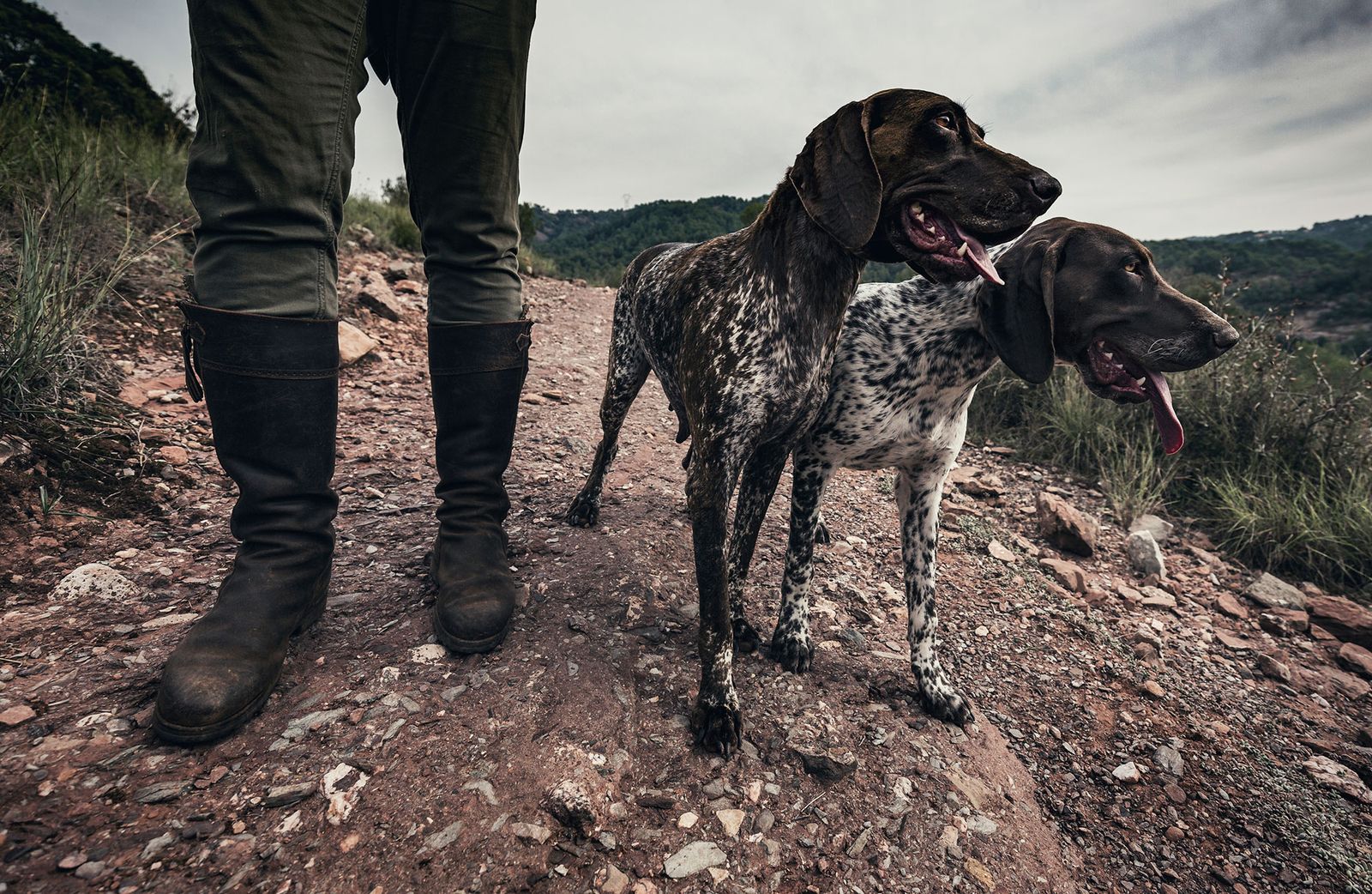mascotas perros caza maltrato mascotas perros caza maltrato