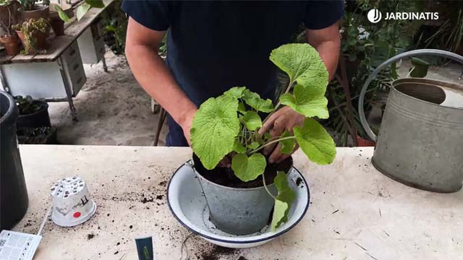 cultivar la planta de wasabi jardinatis 22 21 cultivar la planta de wasabi jardinatis 22 21