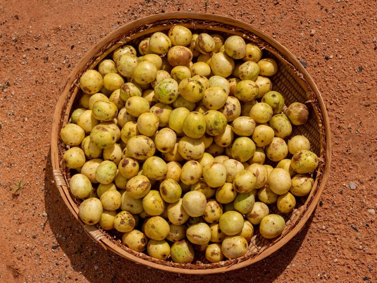 Fruta marula