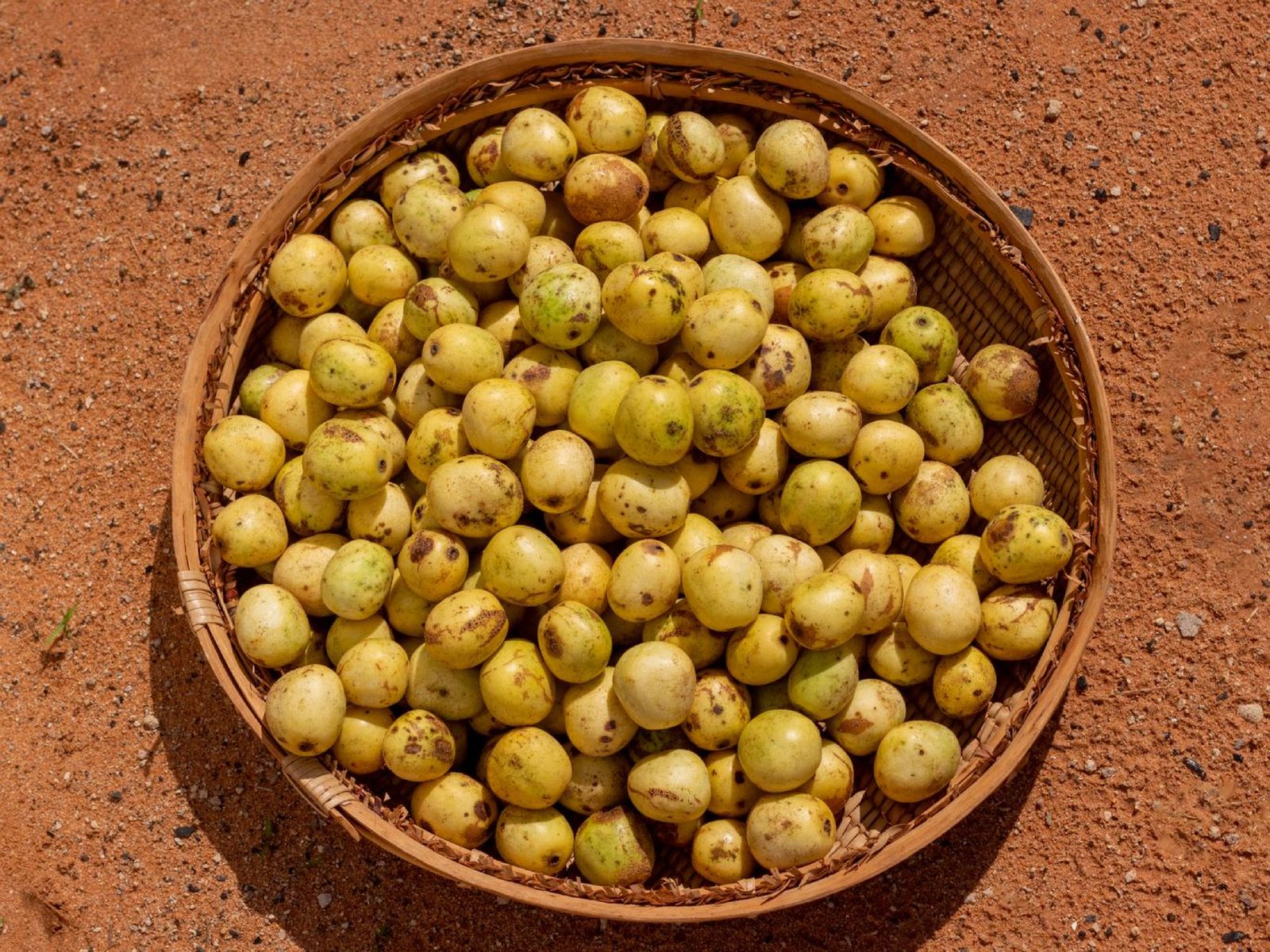 Fruta marula Fruta marula