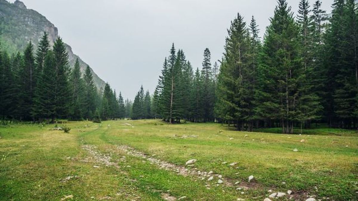 arboles perennifolios