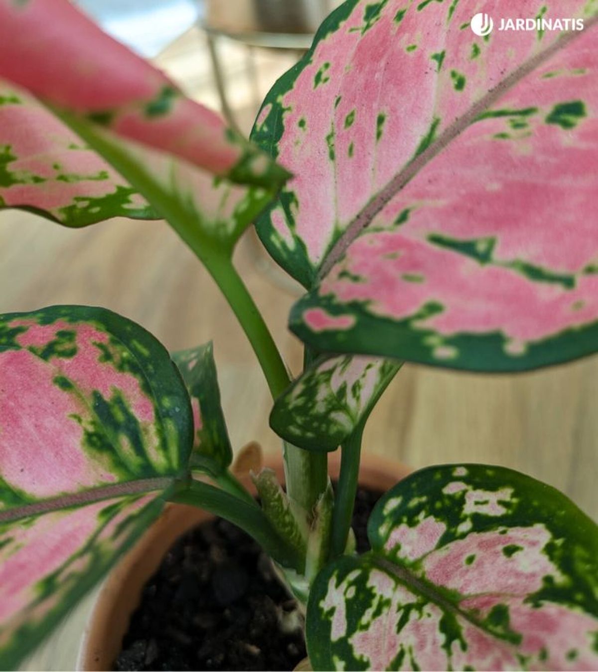 Aglaonema commutatum Red Zircon