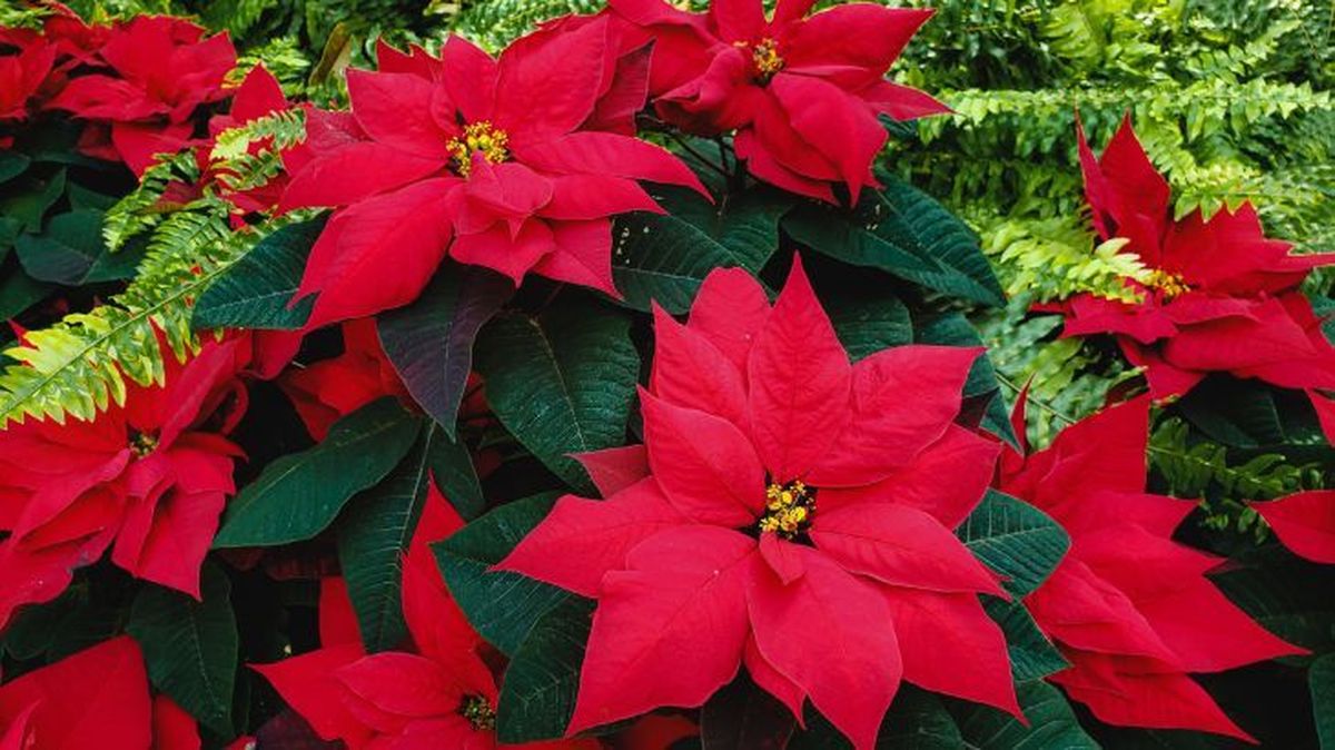 flor de pascua gatos 7