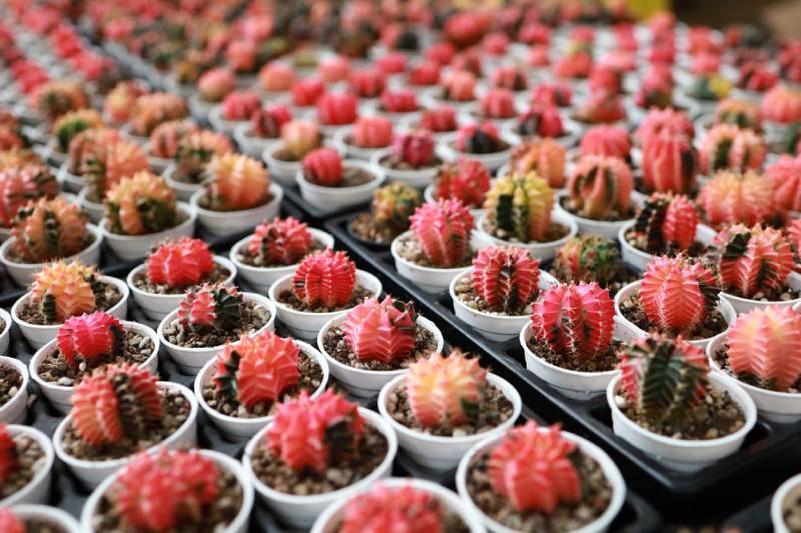 Gymnocalycium mihanovichii en tonos rojizos Gymnocalycium mihanovichii en tonos rojizos