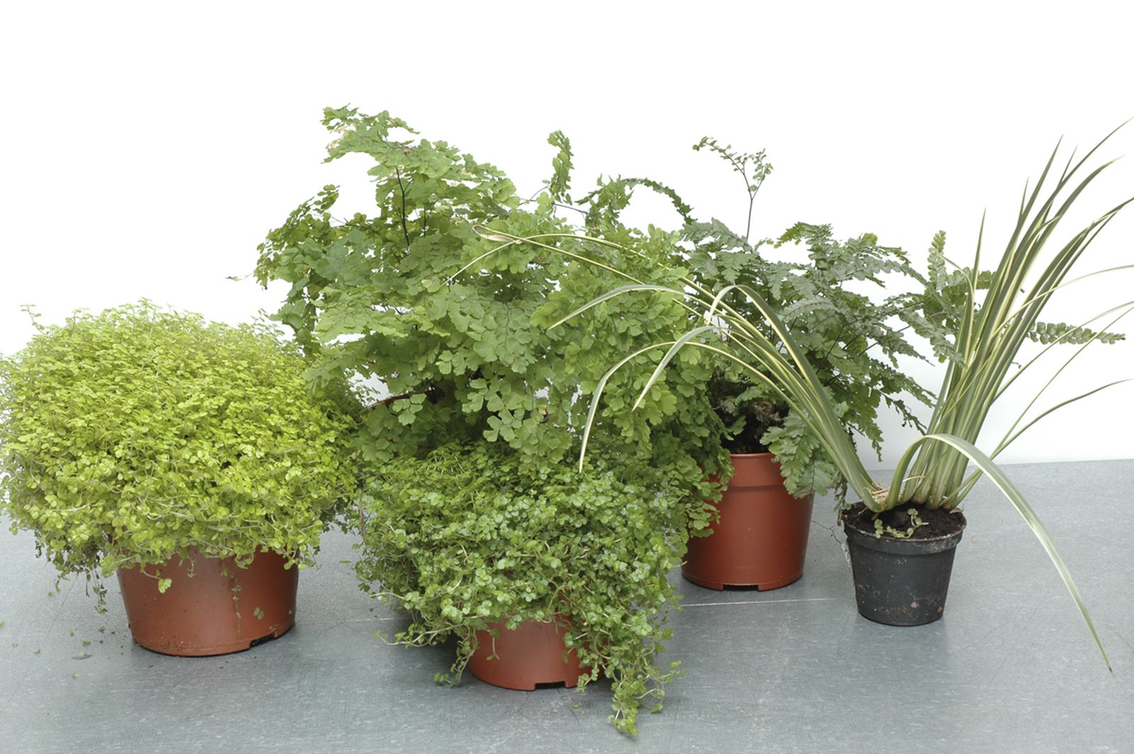 soleirolia