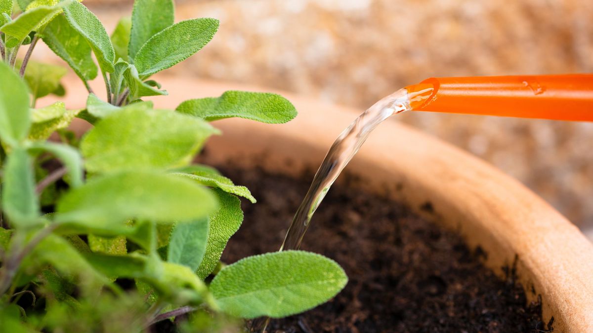 No se debenr egar directamente ni las hojas ni el tallo de la salvia