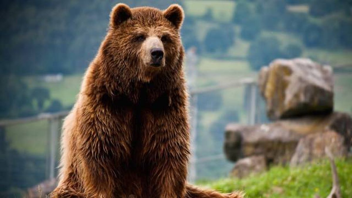 animales karpin centro acogida fauna silvestre oso pardo