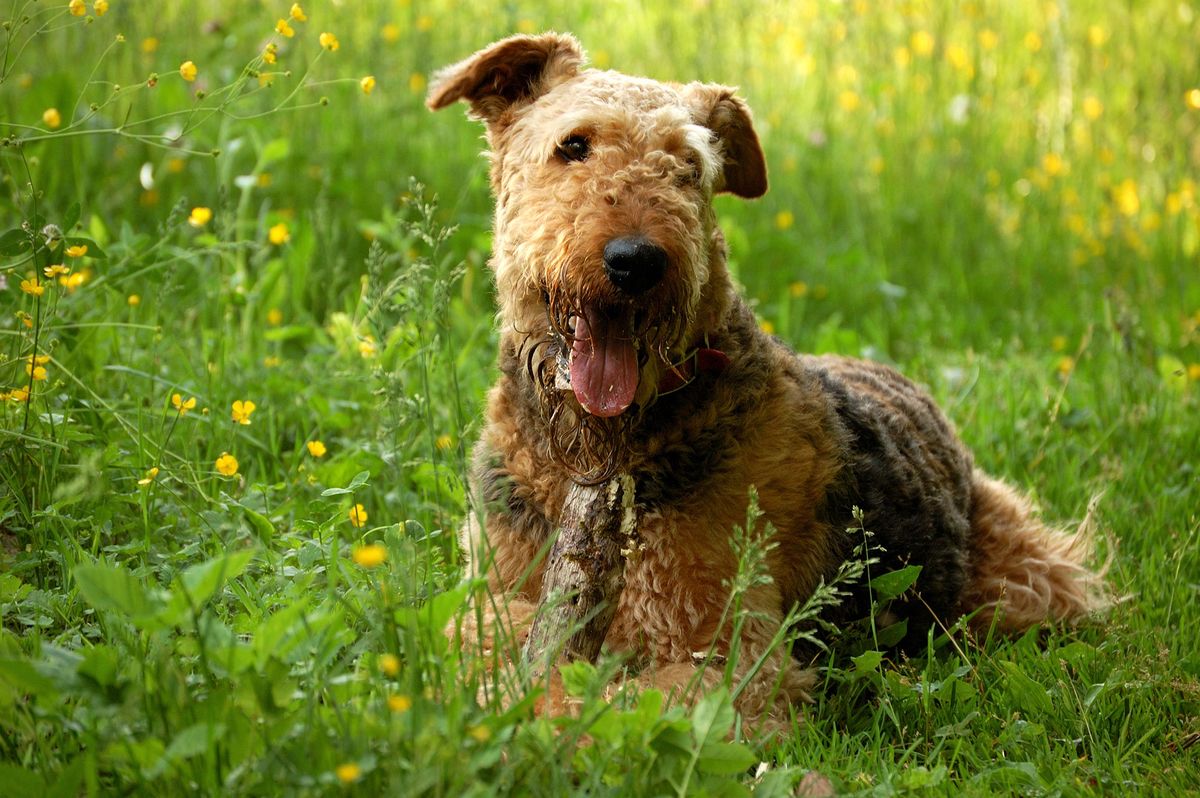 perros ingleses airedale
